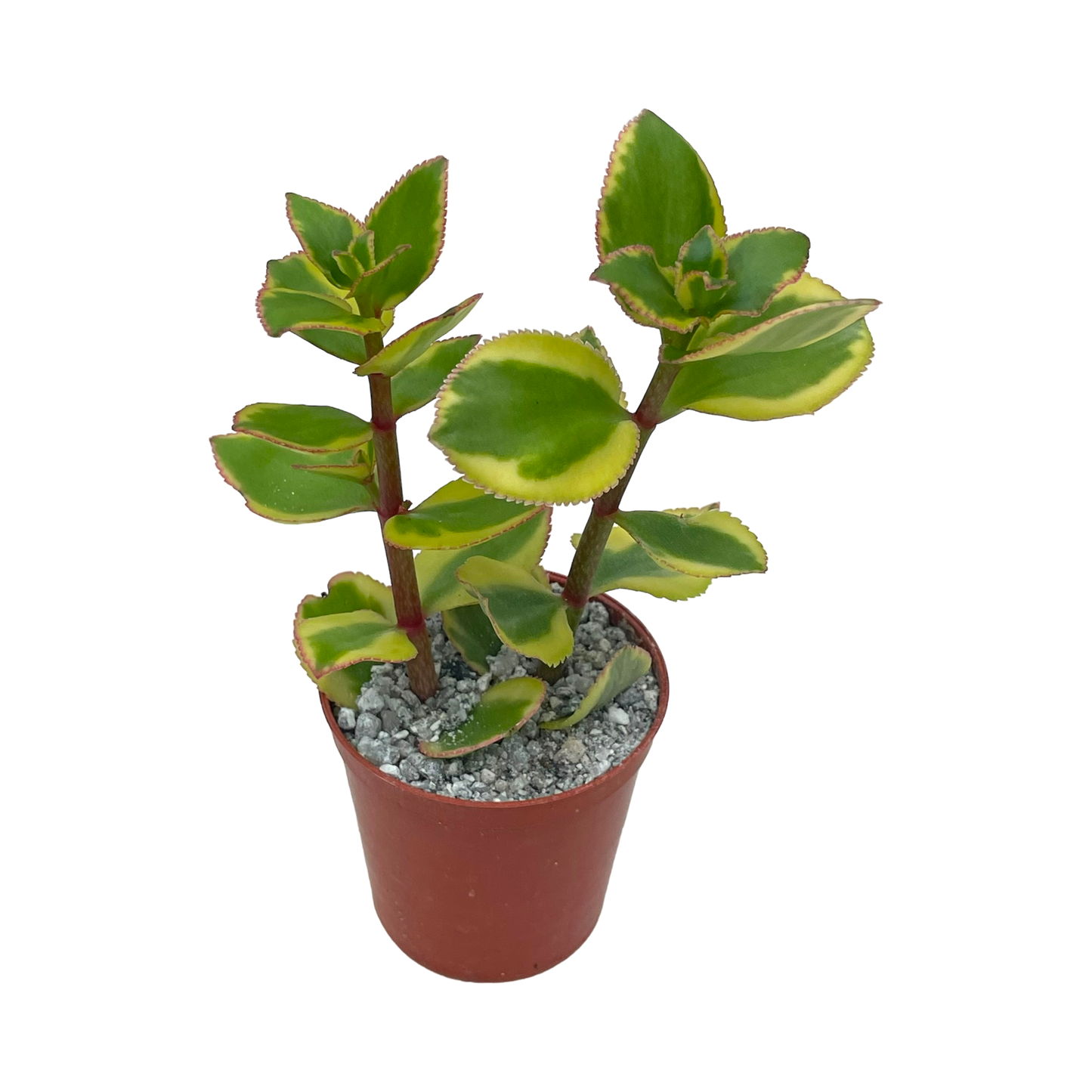 Crassula sarmentosa 'Comet'