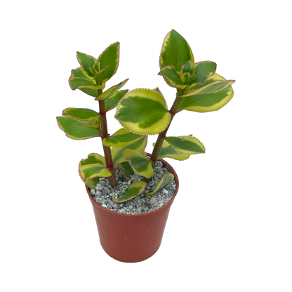 Crassula sarmentosa 'Comet'