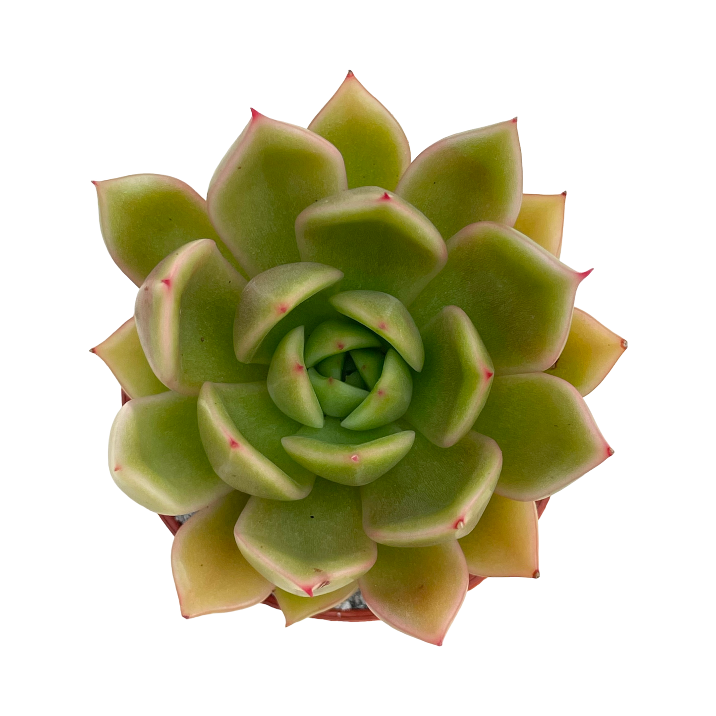 Echeveria agavoides 'Mira'