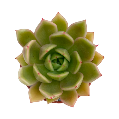 Echeveria agavoides 'Mira'