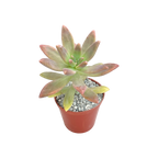 x Graptosedum 'Darley Sunshine'