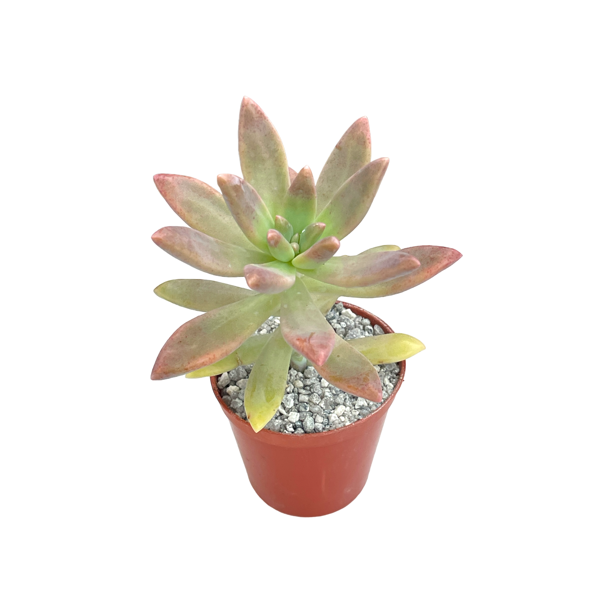 x Graptosedum 'Darley Sunshine'