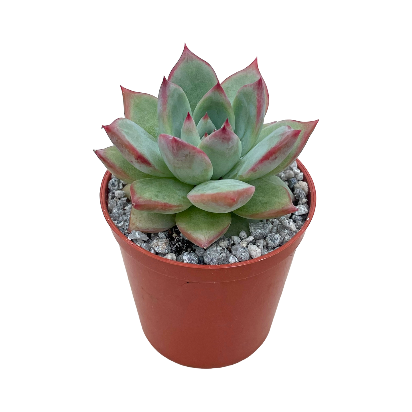 Echeveria 'Cornish Delight'