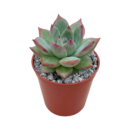 Echeveria 'Cornish Delight'