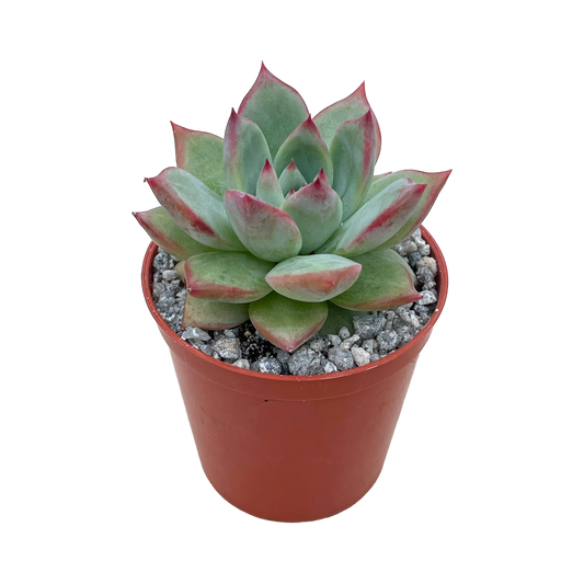 Echeveria 'Cornish Delight'