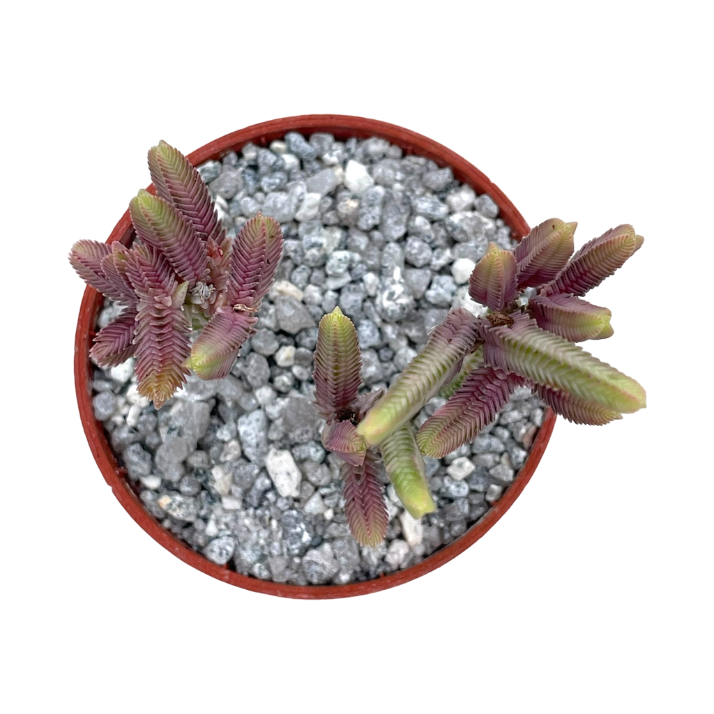 Crassula muscosa variegata