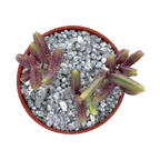 Crassula muscosa variegata