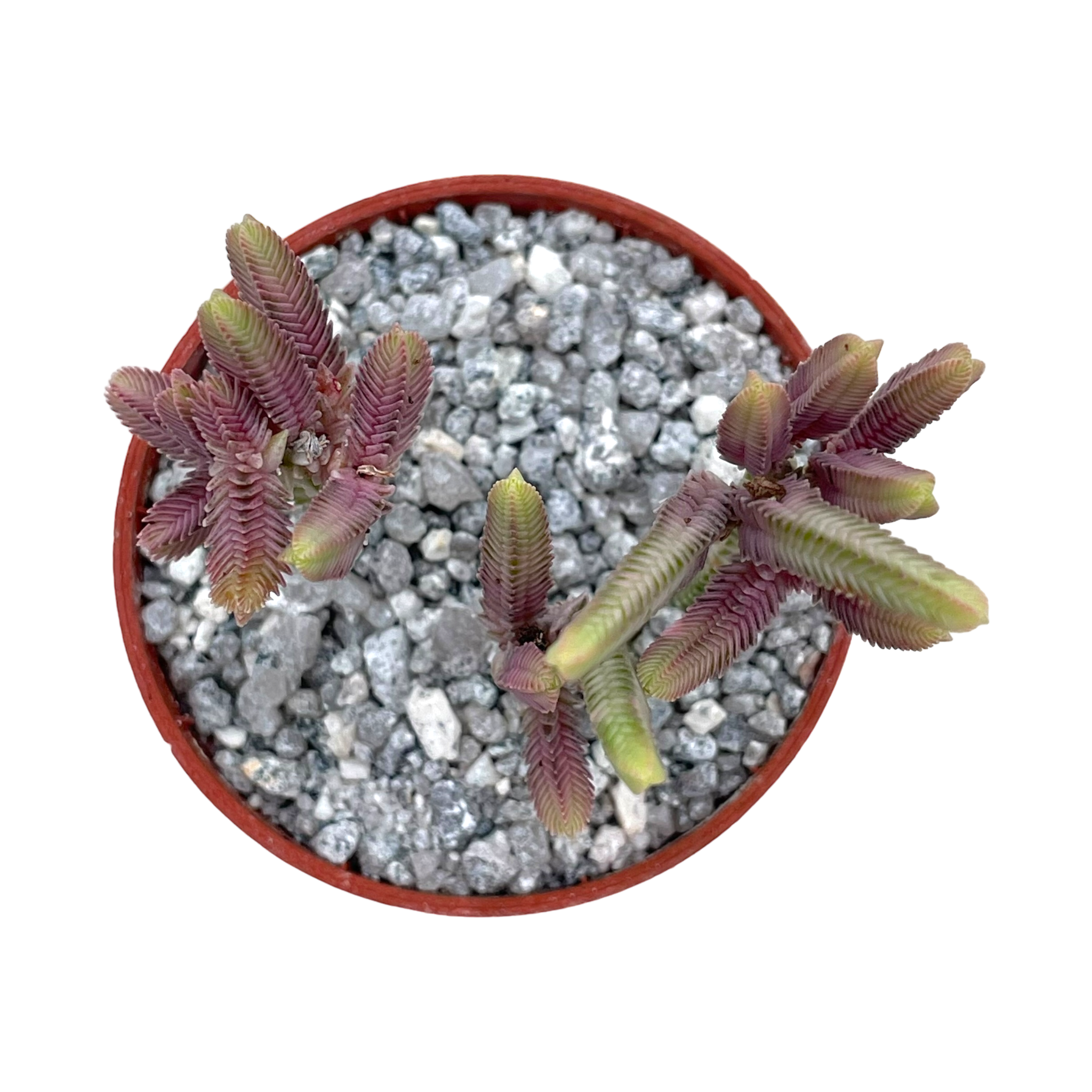 Crassula muscosa variegata