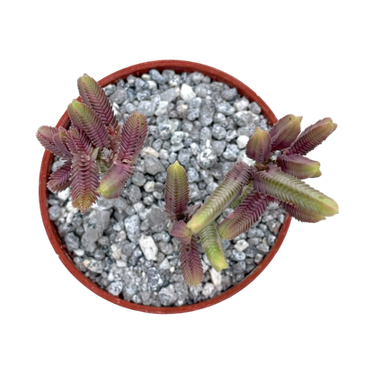 Crassula muscosa variegata