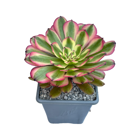 Aeonium 'Pink Daisy'