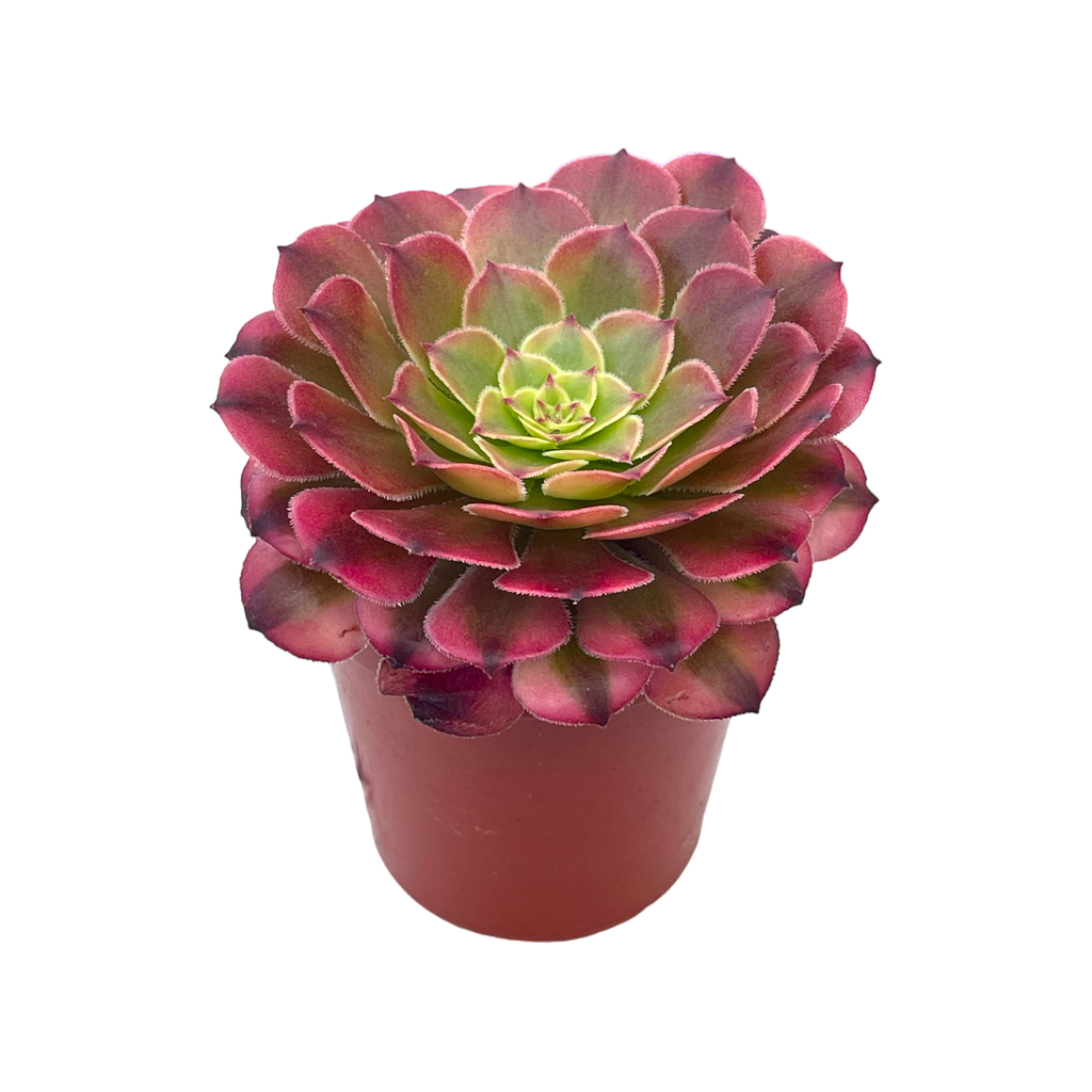 Aeonium 'Zwartkin' variegata