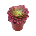 Aeonium 'Zwartkin' variegata