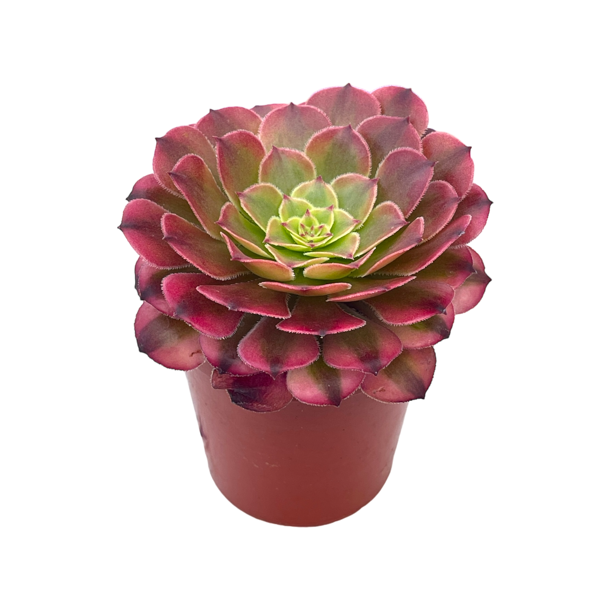 Aeonium 'Zwartkin' variegata