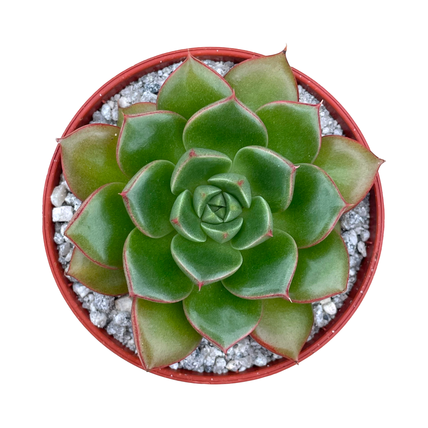 Echeveria 'Yoda'