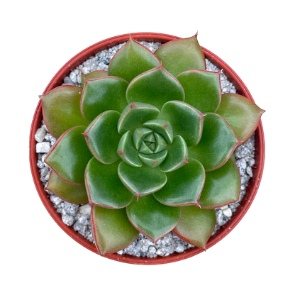 Echeveria 'Yoda'