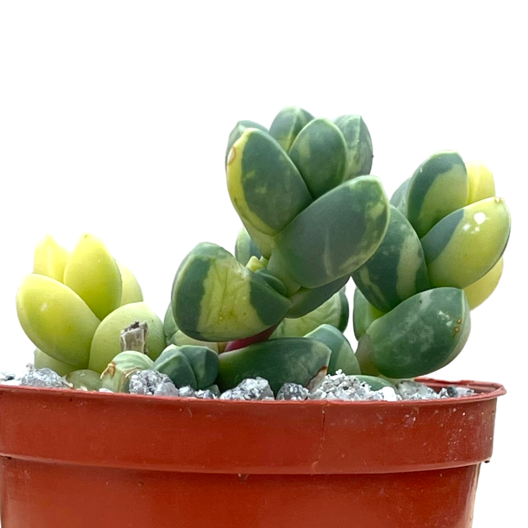 succulent with green and yellow leaves Delosperma lehmannii variegata – Surreal Succulents