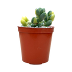 Delosperma lehmannii variegata