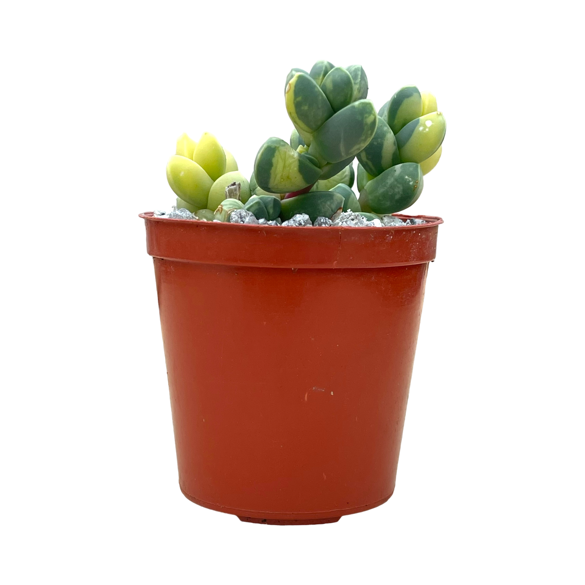 Delosperma lehmannii variegata