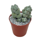 Crassula plegmatoides