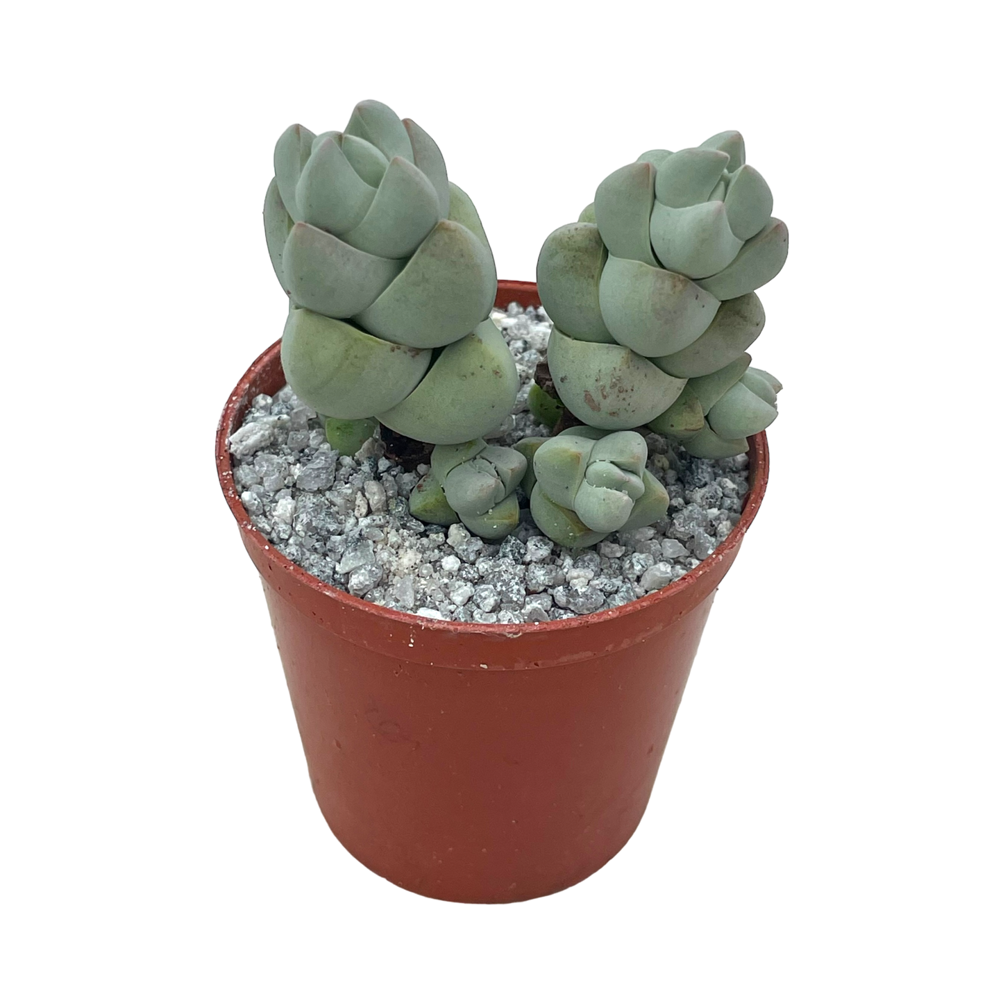 Crassula plegmatoides