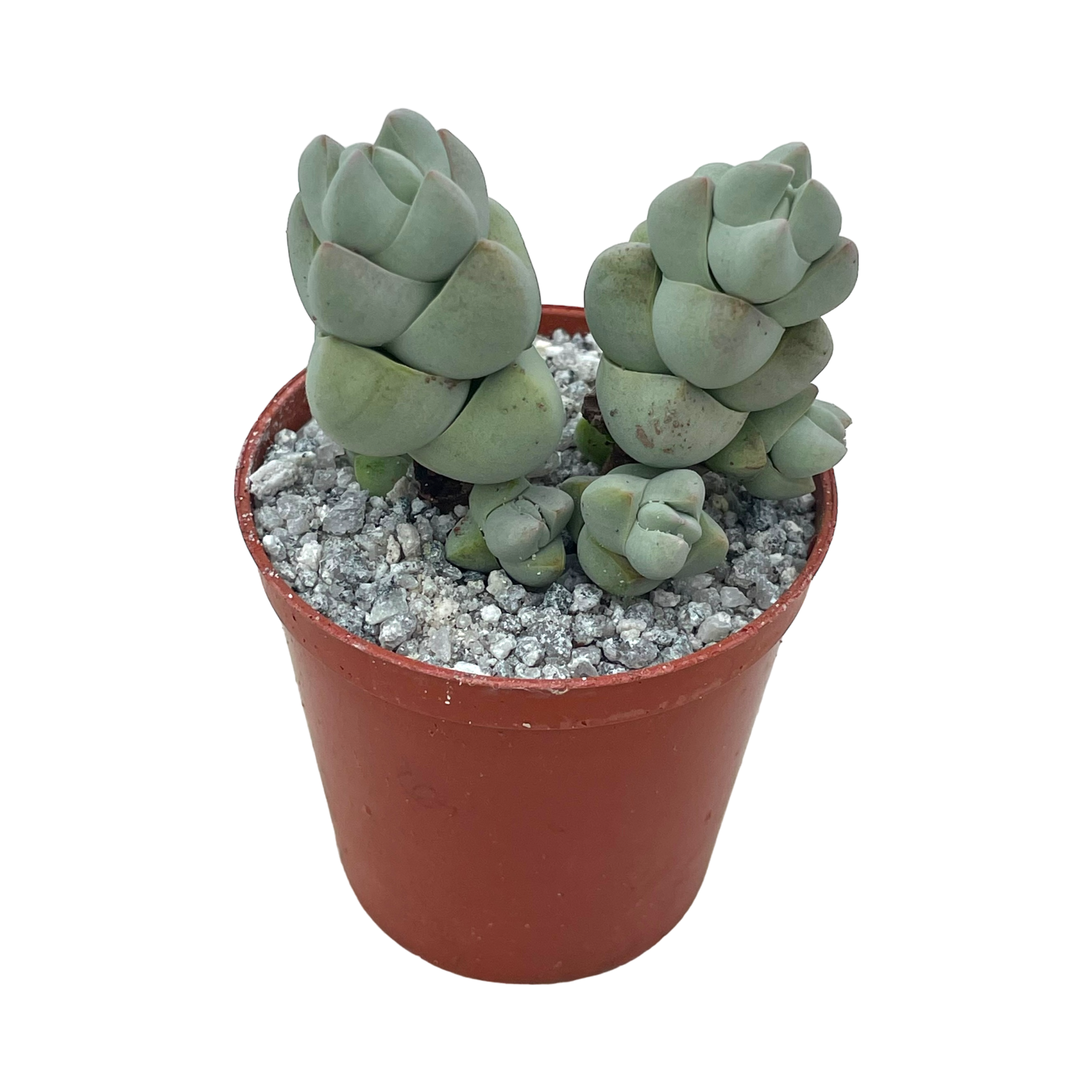 Crassula plegmatoides