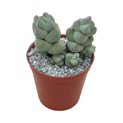 Crassula plegmatoides