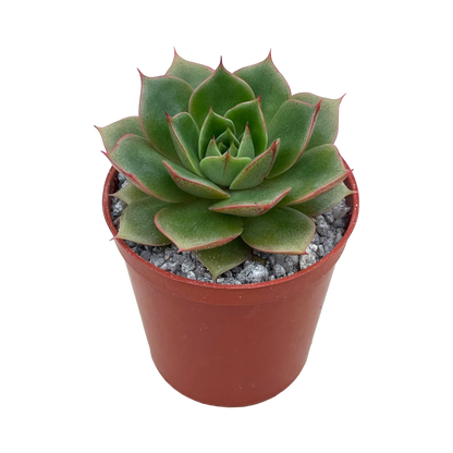 Echeveria 'Parva'