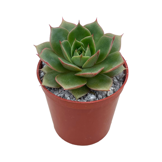 Echeveria 'Parva'