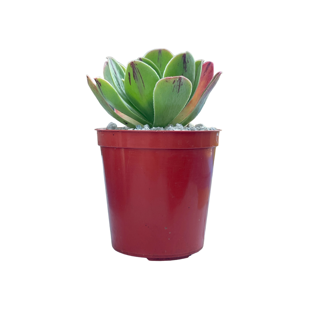 アエオニウム・ホロスパツラツム – Surreal Succulents アエオニウム・ホロスパツラツム – Surreal Succulents