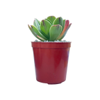 Aeonium x holospathulatum