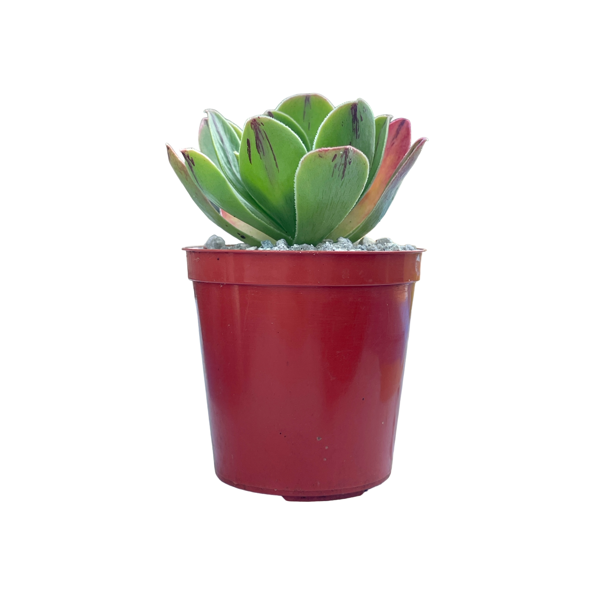 Aeonium x holospathulatum