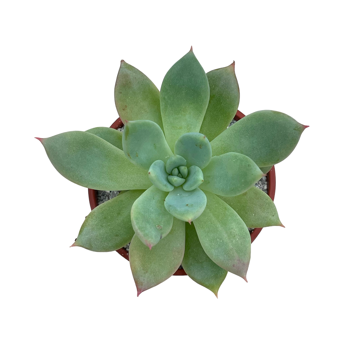 x Graptoveria 'Supernova'