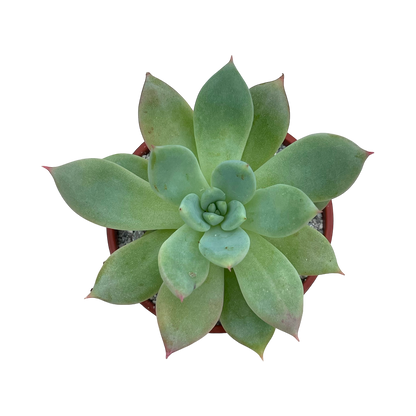 x Graptoveria 'Supernova'