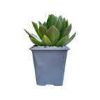 Aeonium 'Rock Hopper'