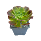 Aeonium 'Green Lemon'