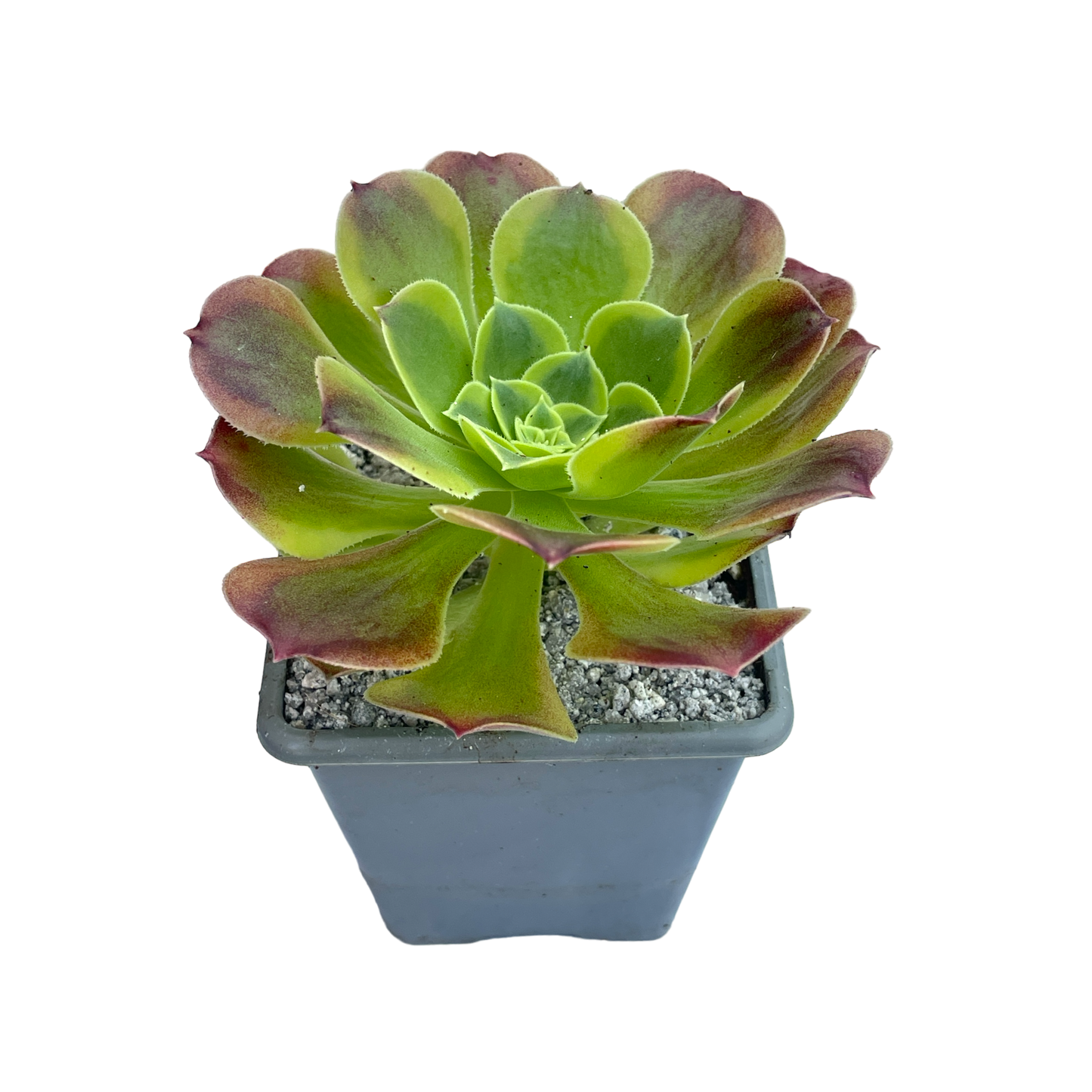 Aeonium 'Green Lemon'