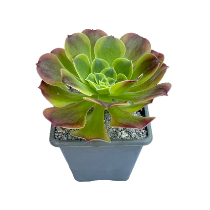 Aeonium 'Green Lemon'