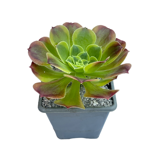 Aeonium 'Green Lemon'