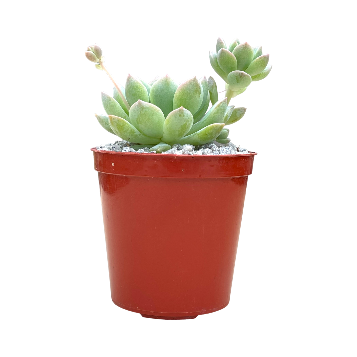 Echeveria prolifica