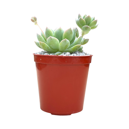 Echeveria prolifica