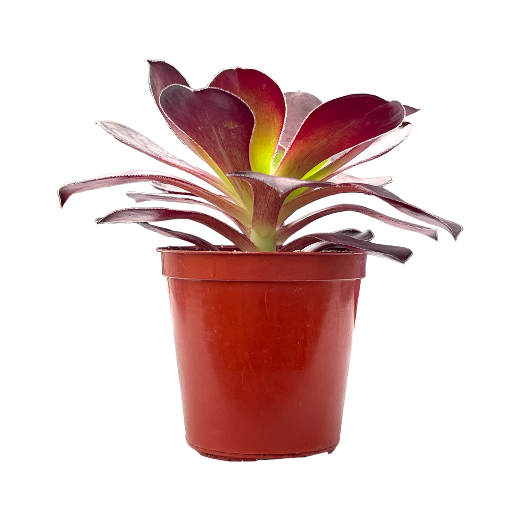 アエオニウム 'ブードゥー' – Surreal Succulents アエオニウム 'ブードゥー' – Surreal Succulents
