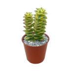 Crassula perforata variegata