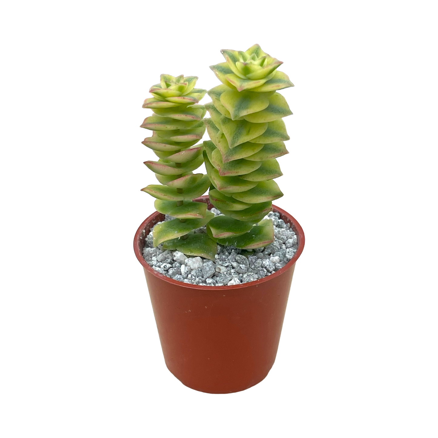 Crassula perforata variegata