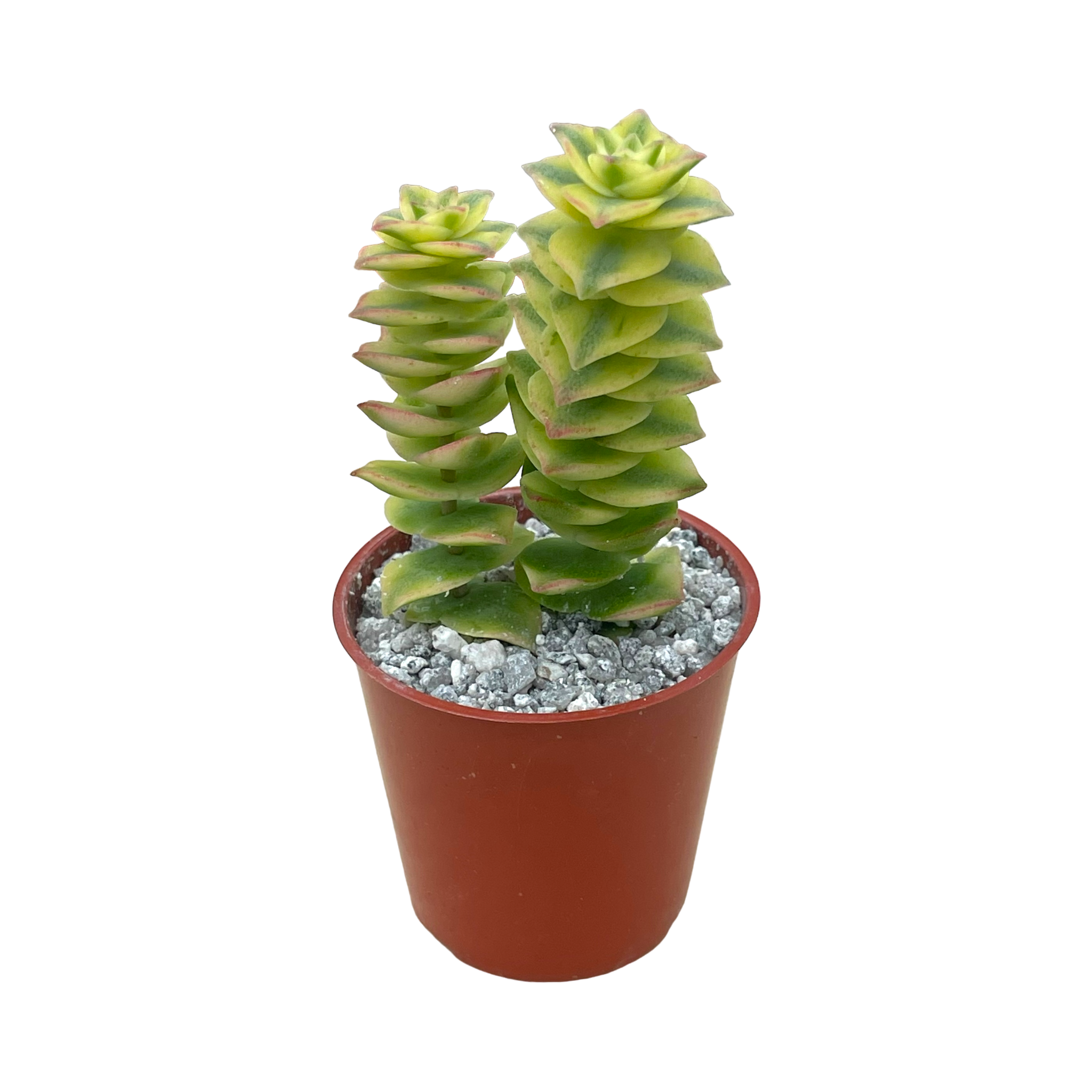 Crassula perforata variegata