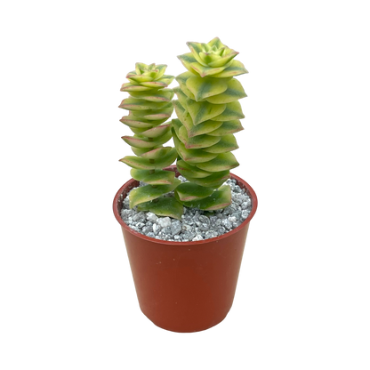 Crassula perforata variegata