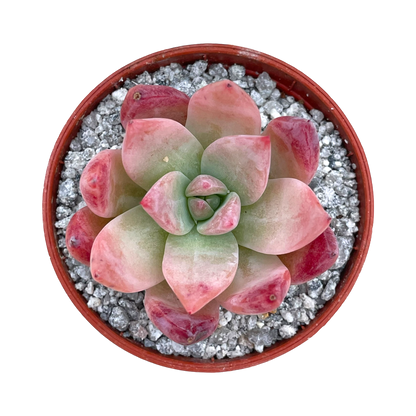 Echeveria colorata f. lindsayana