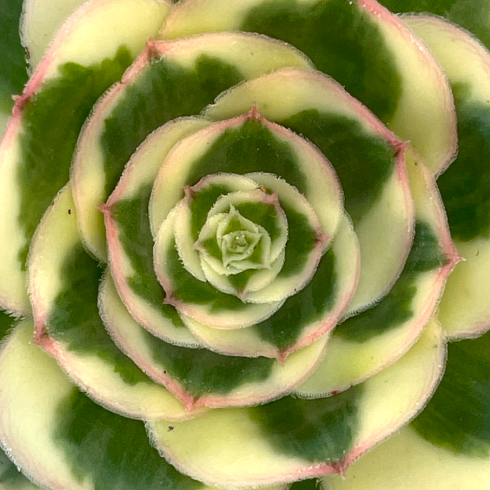 Aeonium 'Poseidon'
