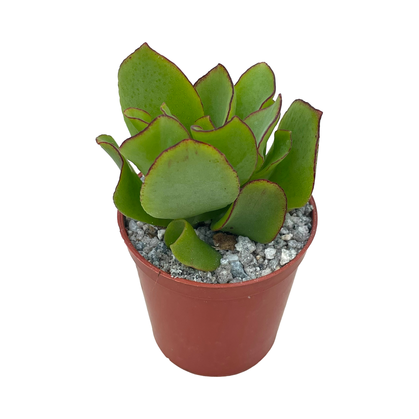 Crassula arborescens ‘Ripple Jade’