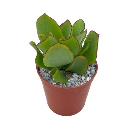 Crassula arborescens 'Ripple Jade'