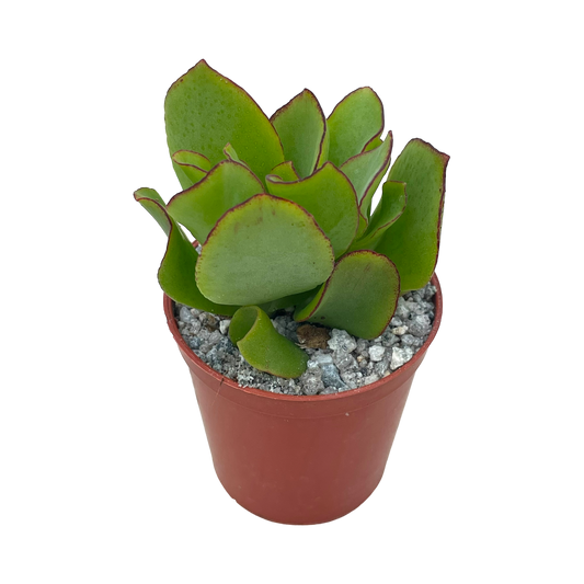 Crassula arborescens ‘Ripple Jade’